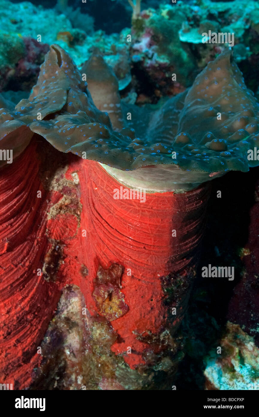 Il guscio e il mantello di un gigante clam su una scogliera in Palau Foto Stock
