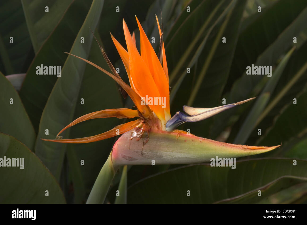 Uccello del paradiso Strelitzia eginae Kula Maui Foto Stock
