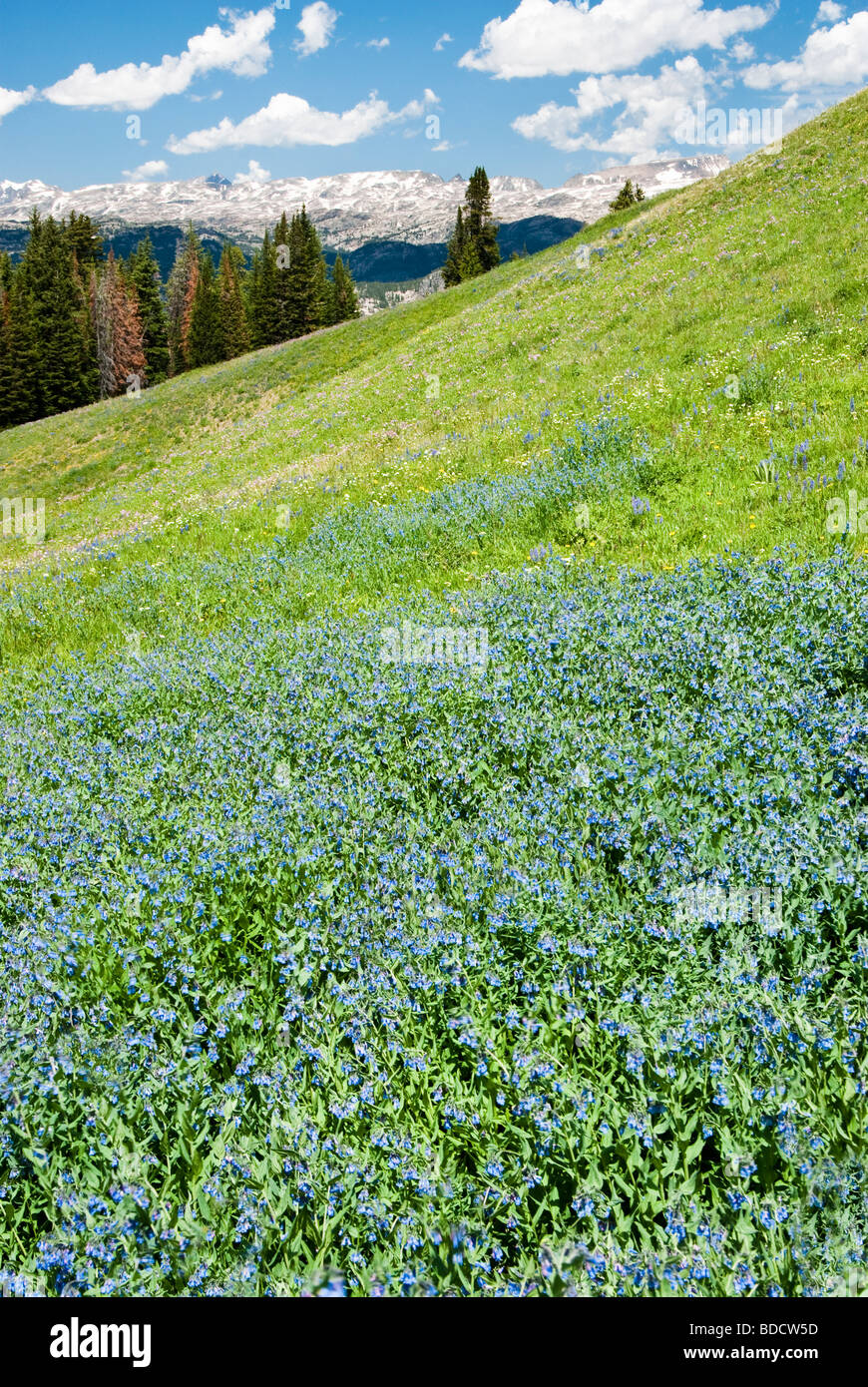 Vista di fiori selvatici alpini lungo la Beartooth Highway in Wyoming Foto Stock
