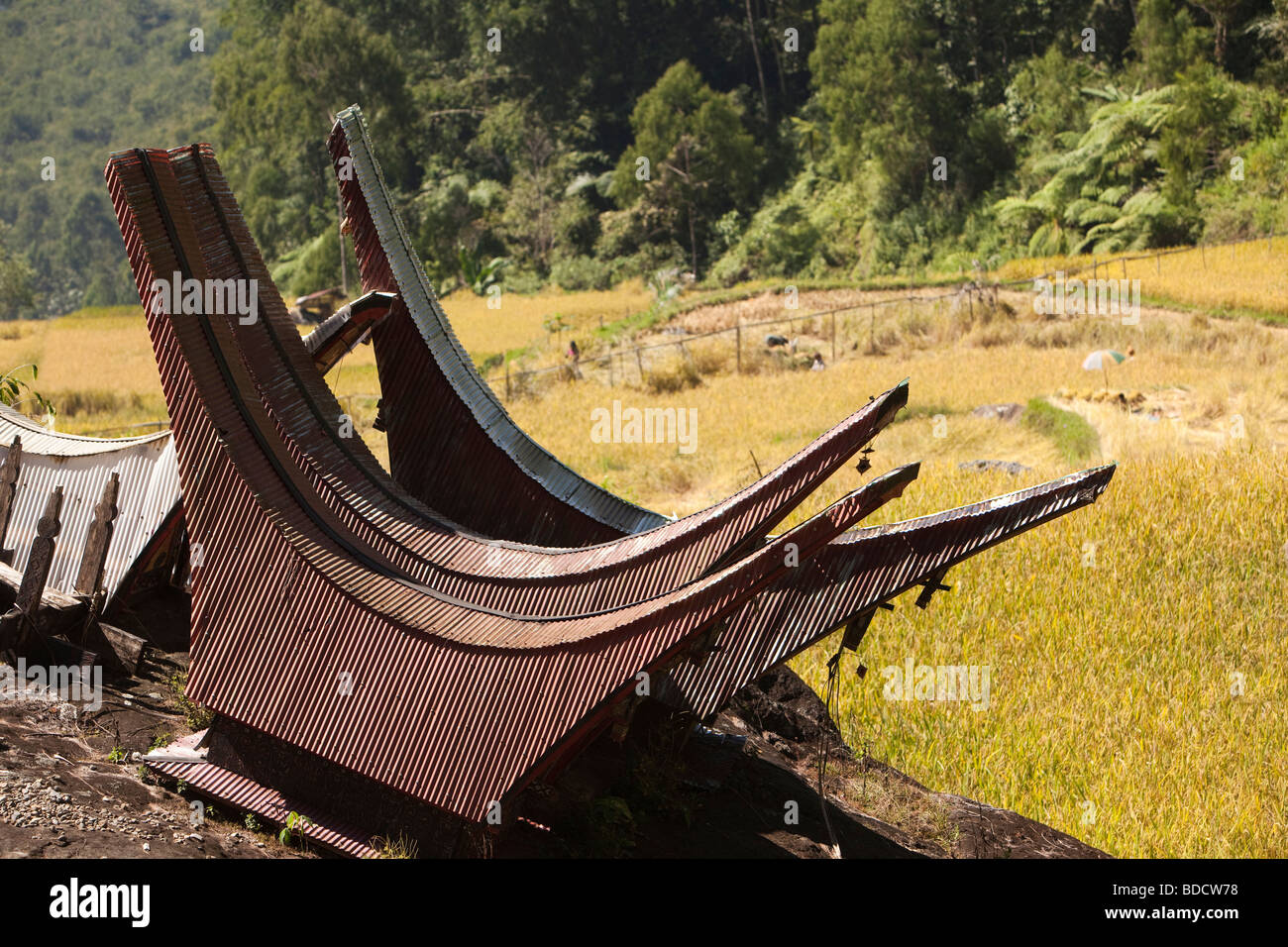 Indonesia Sulawesi Tana Toraja tradizionale forma tongkonan tombe nel campo di risone Foto Stock