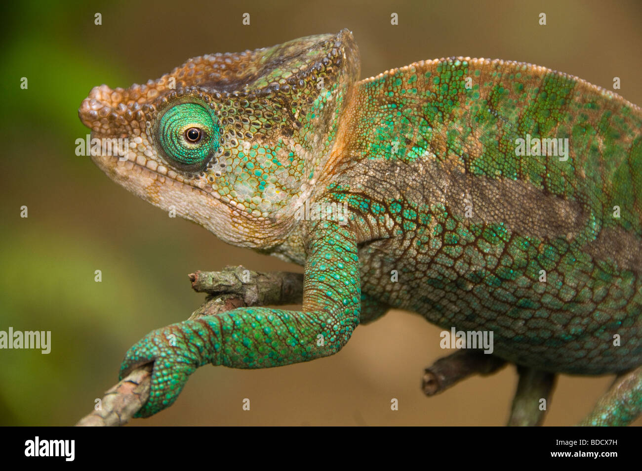 Parson's chameleon (Calumma parsonii) in Andasibe Parco nazionale del Madagascar Foto Stock