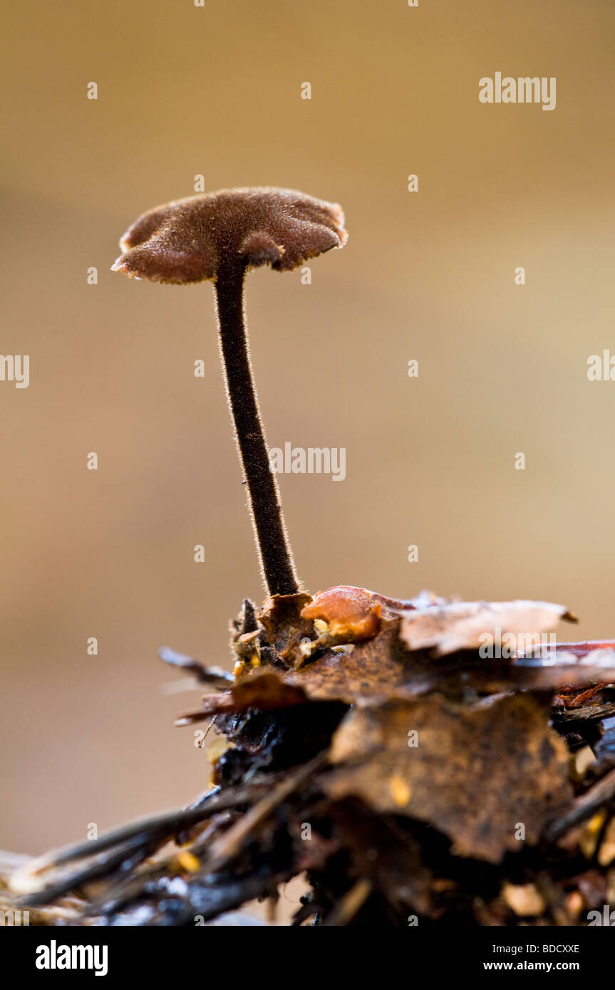 Fungo Earpick Auriscalpium vulgare Foto Stock