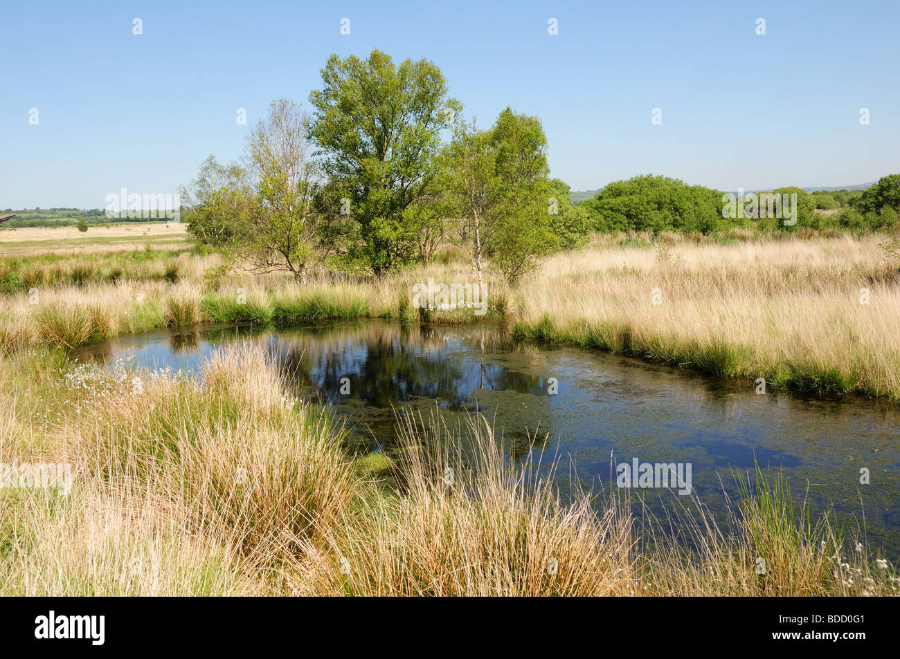 Cors Caron Riserva Naturale Tregaron Ceredigion migliore esempio di torbiera alta esistenti in Gran Bretagna Galles Cymru Foto Stock