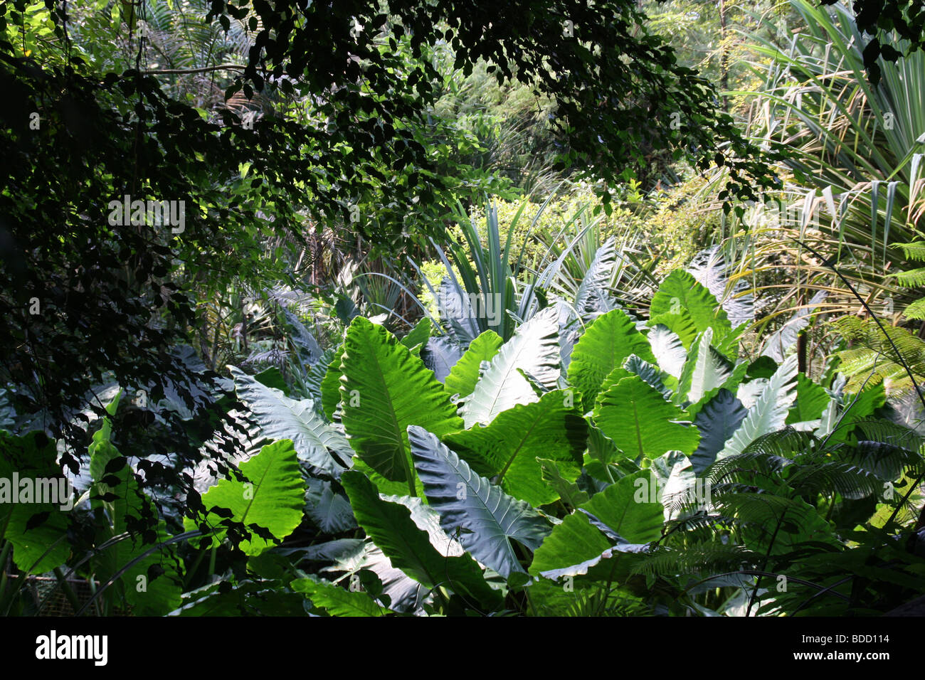 La lussureggiante foresta pluviale giungla del mondo. Foto Stock