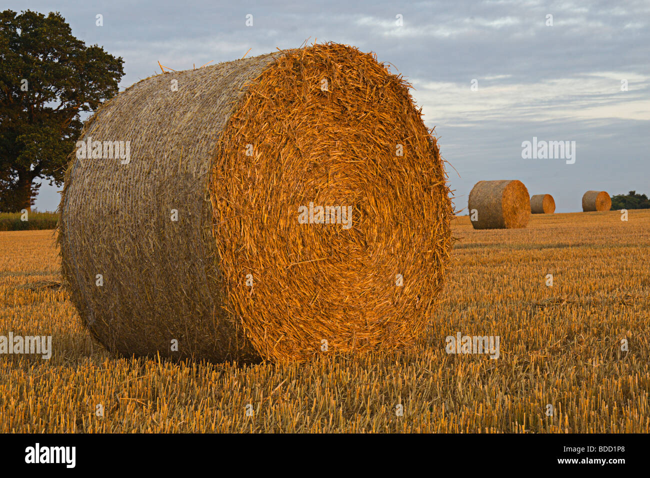 Le balle di paglia in un campo di Suffolk a sunrise Foto Stock