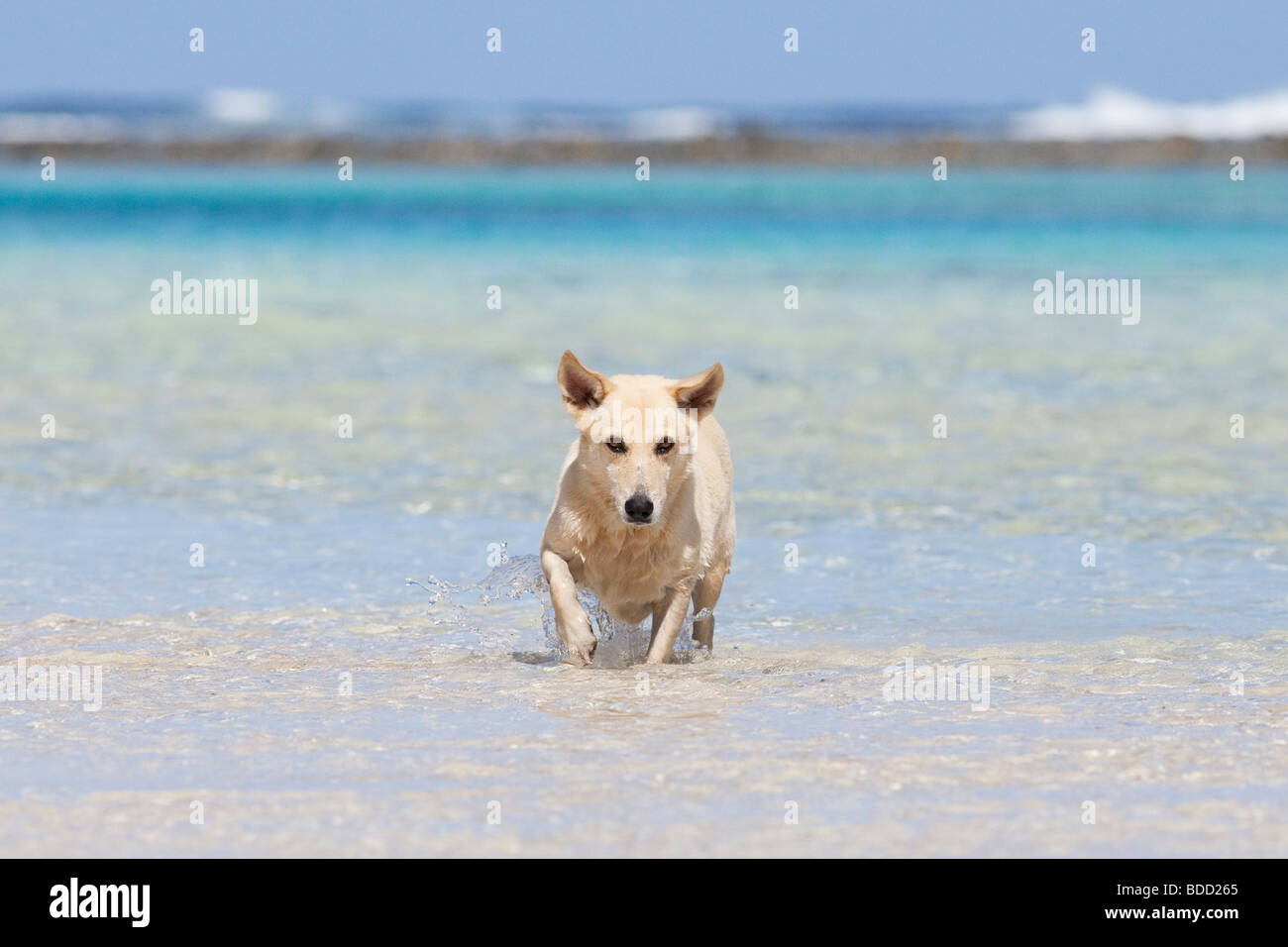 Cane su una spiaggia a Rarotonga Isole Cook Foto Stock