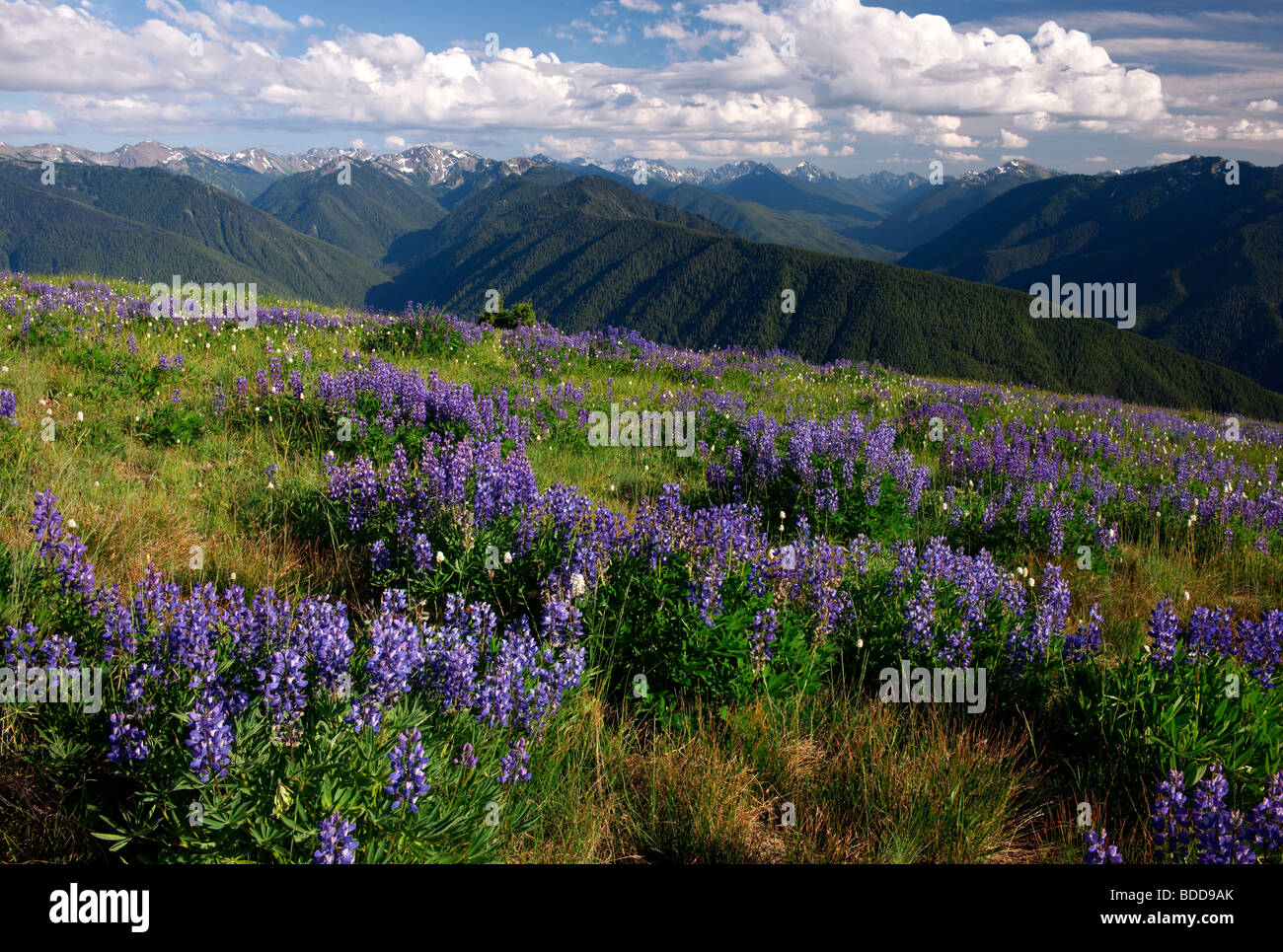 Estate fioriture di lupino lungo Hurricane Ridge a Washington il parco nazionale di Olympic. Foto Stock
