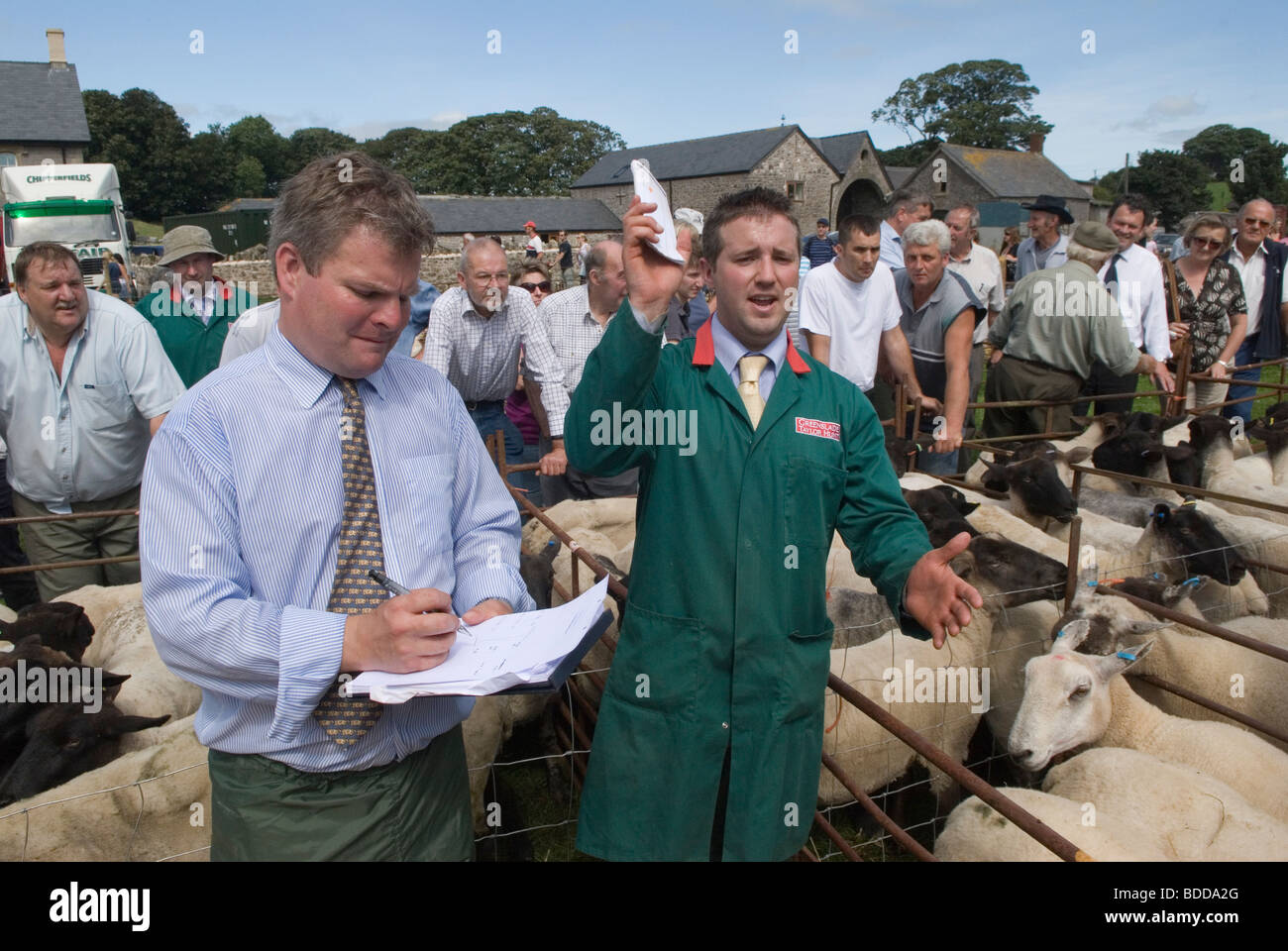 Priddy Sheep Fair Auctioneer e assistente Somerset UK 2000 una vendita che prende un'offerta penne di pecora e di folla Di coltivatori 2009 OMERO SYKES Foto Stock