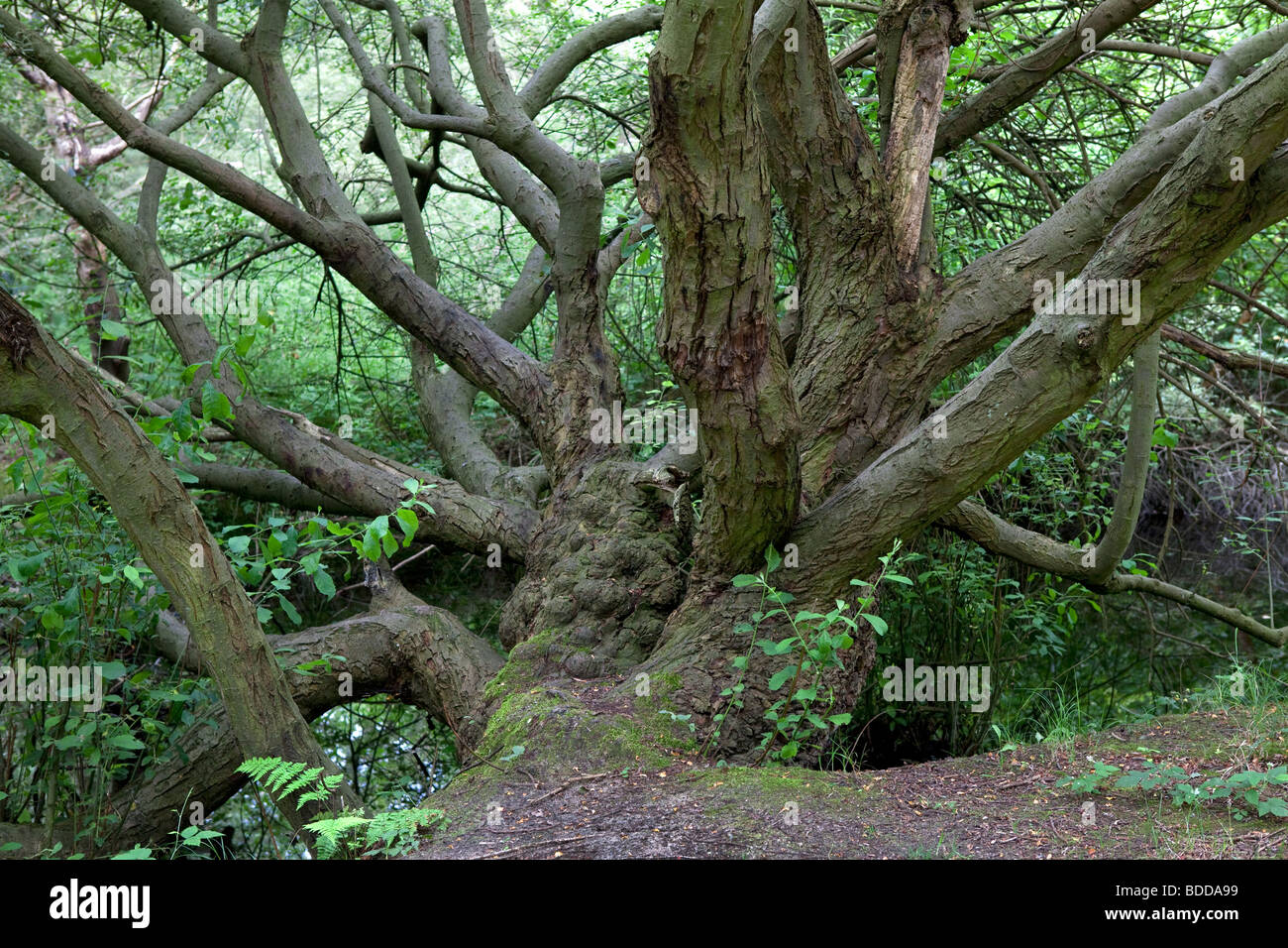 Vecchio albero in legno Foto Stock