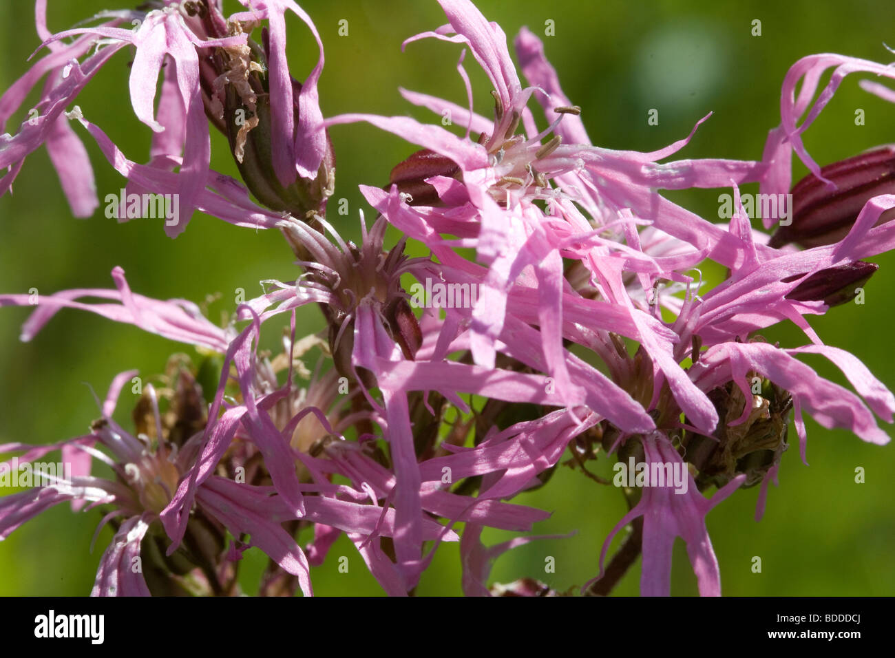 Primo piano di Ragged Robin Fiori (Lychnis flos-cuculi) in un prato di Devon. Foto Stock Primo piano di Ragged Robin Fiori (Lychnis flos-cuculi) in un prato di Devon. Foto Stock