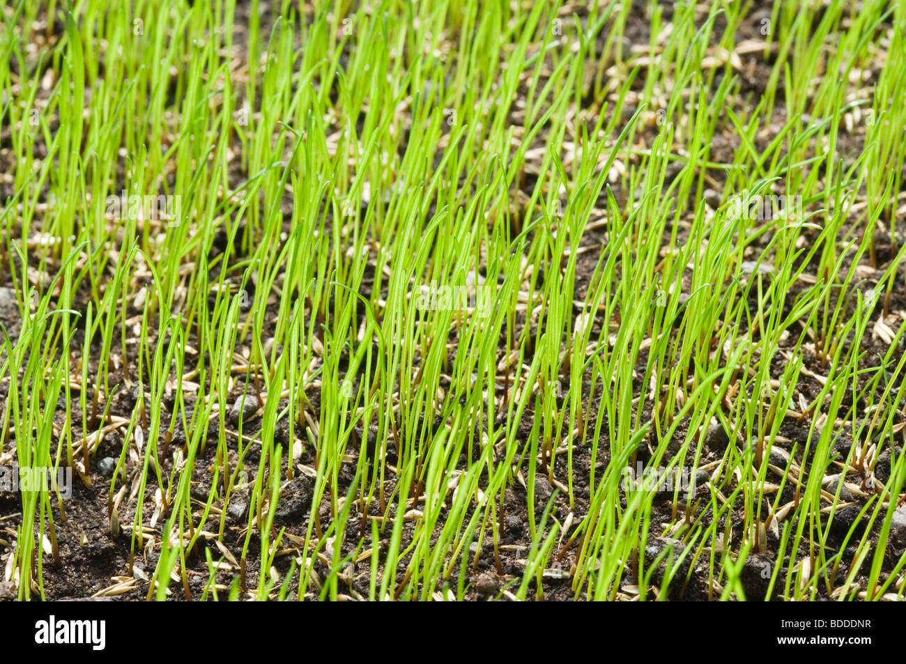 Sementi di erba di germinare per prato. Foto Stock