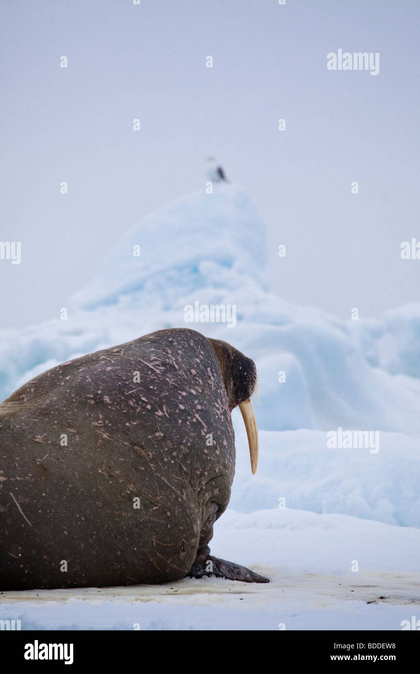 Uno wild Atlantic trichechi sulla banchisa in Svalbard Foto Stock