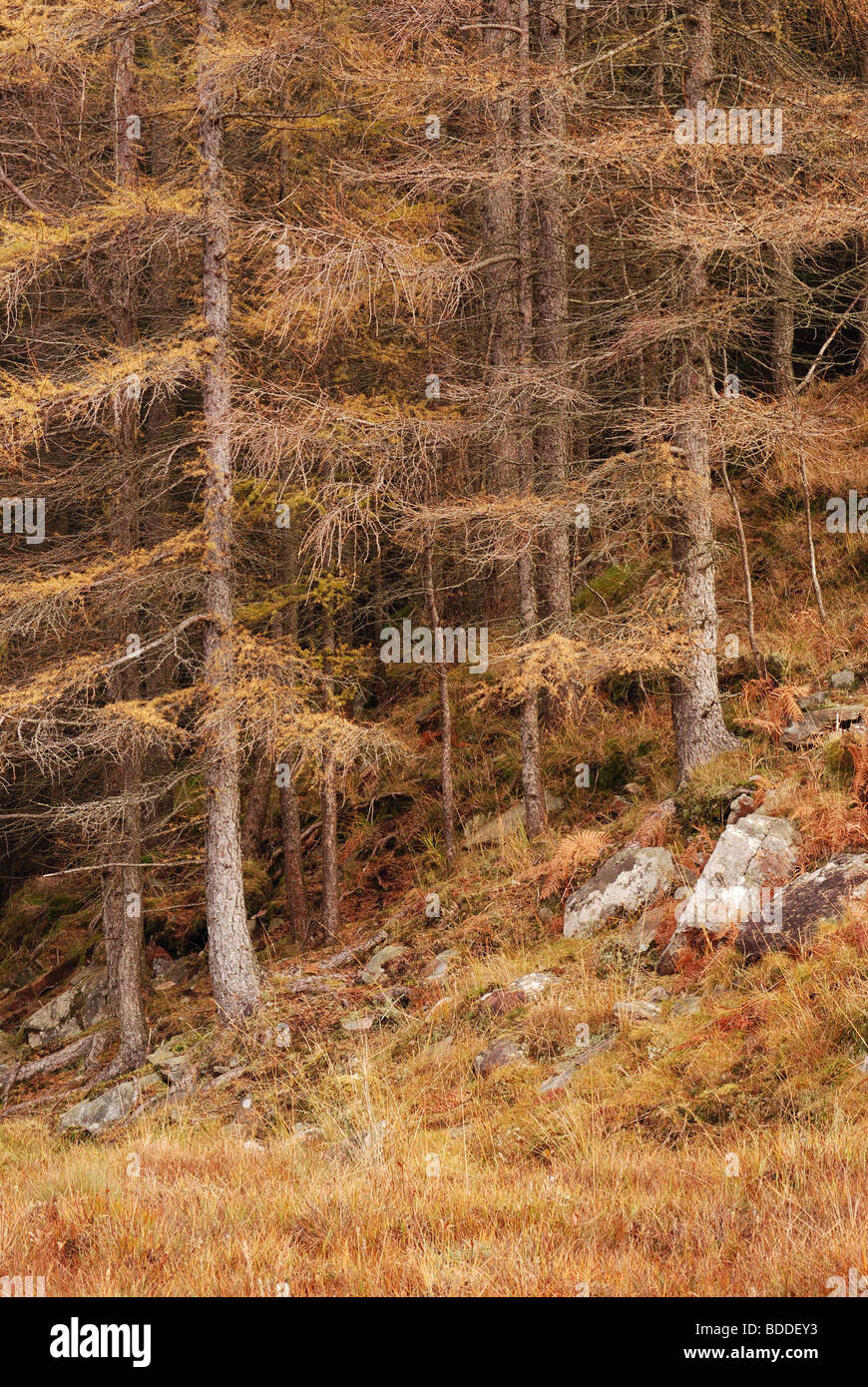 I larici, Glen Strae, Dalmally, Argyll, Scotland, Regno Unito. Foto Stock