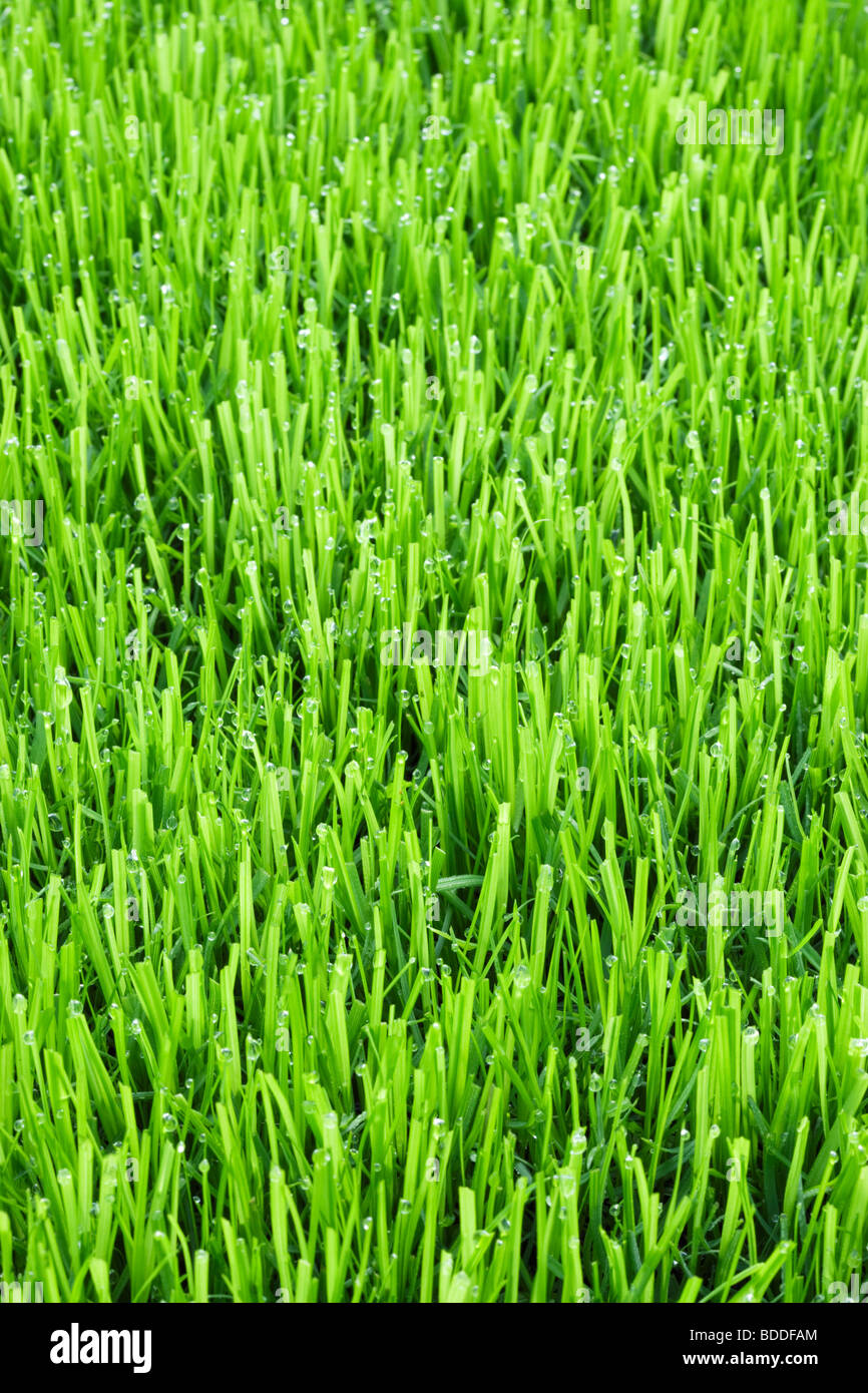 Erba di prato con goccioline di acqua Foto Stock