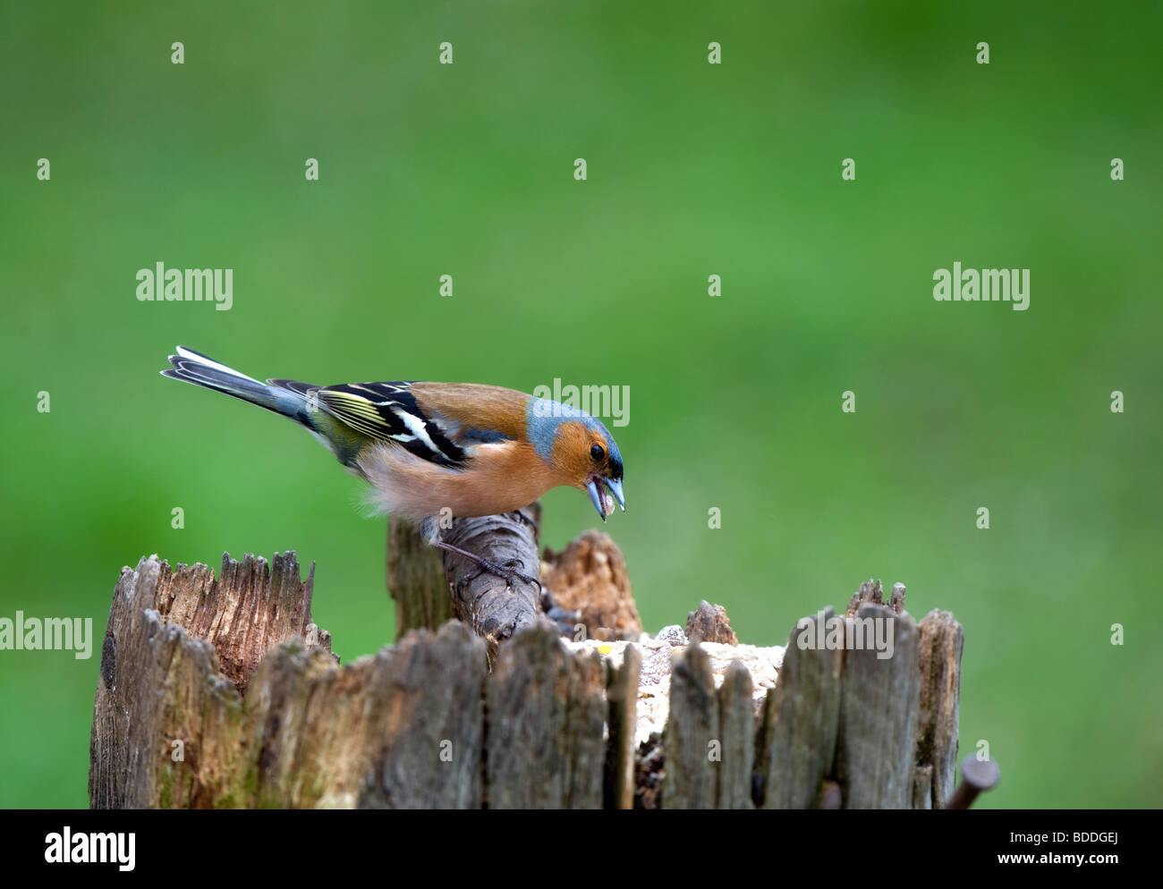 (Fringuello Fringilla coelebs) Foto Stock