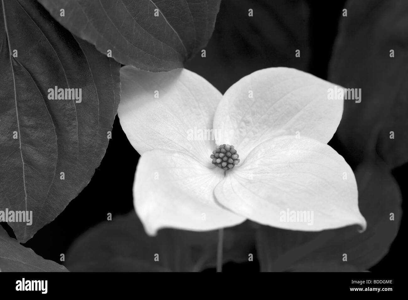 Close up sanguinello blossoms. Oregon Foto Stock