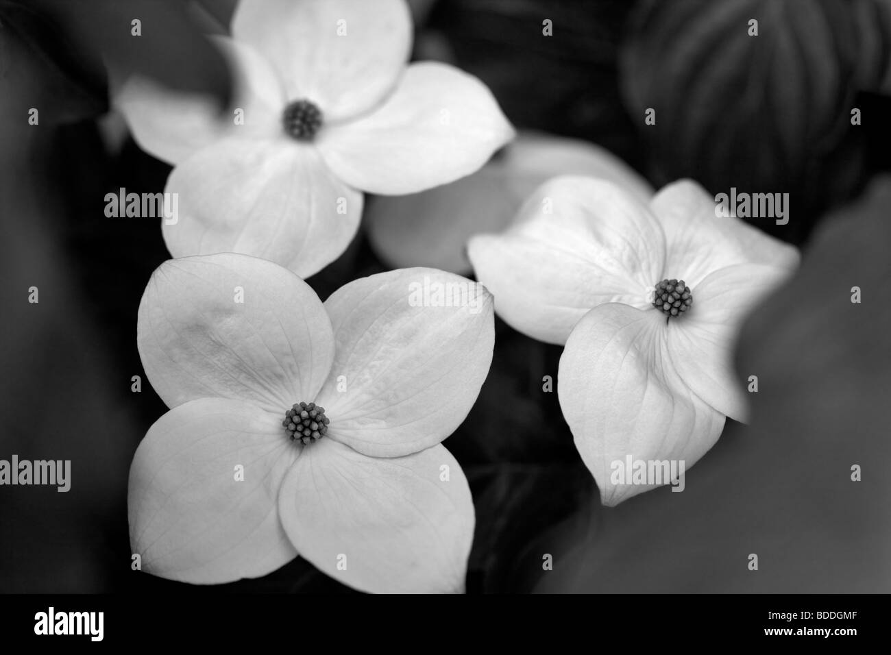 Close up sanguinello blossoms. Oregon Foto Stock