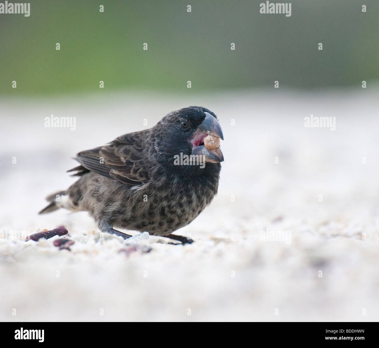 Una grande massa Finch, uno dei 'Darwin's fringuelli,' reca un seme nella sua bocca sulla spiaggia di Genovesa (Torre) Isola. Foto Stock