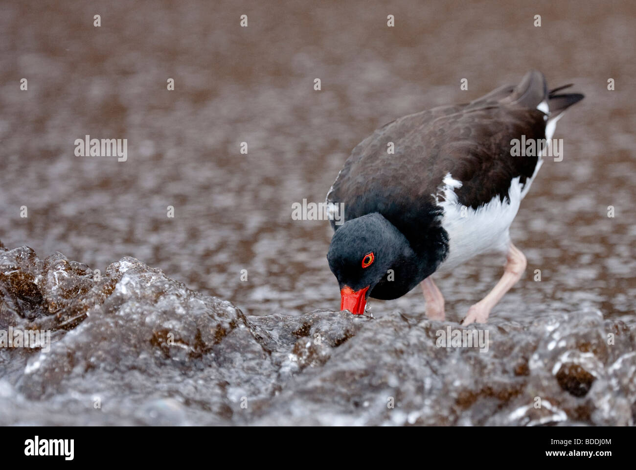 Un American Oystercatcher alimenta sulla riva di Bartolome (Bartolomeo) isola vicino pinnacolo di roccia, come il surf viene a. Foto Stock