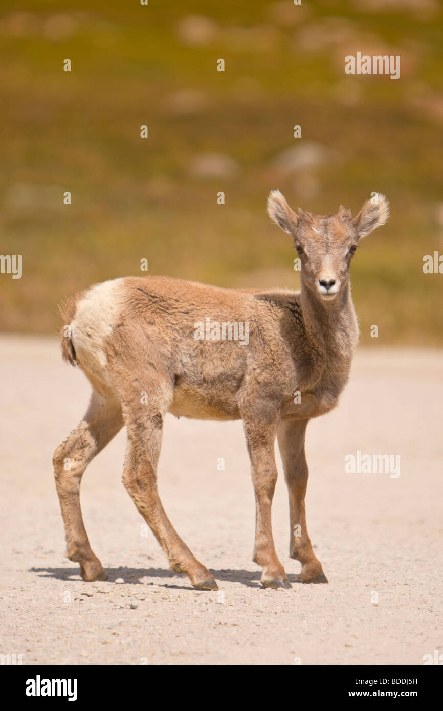 Rocky Mountain Bighorn (Ovis canadensis) Foto Stock