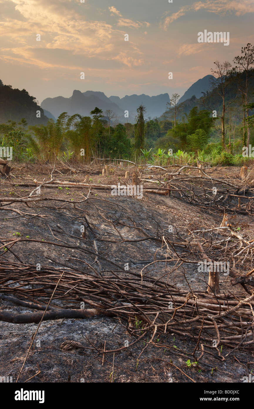 Slash e bruciare; de-forestazione nr Vang Vieng, Laos Foto Stock