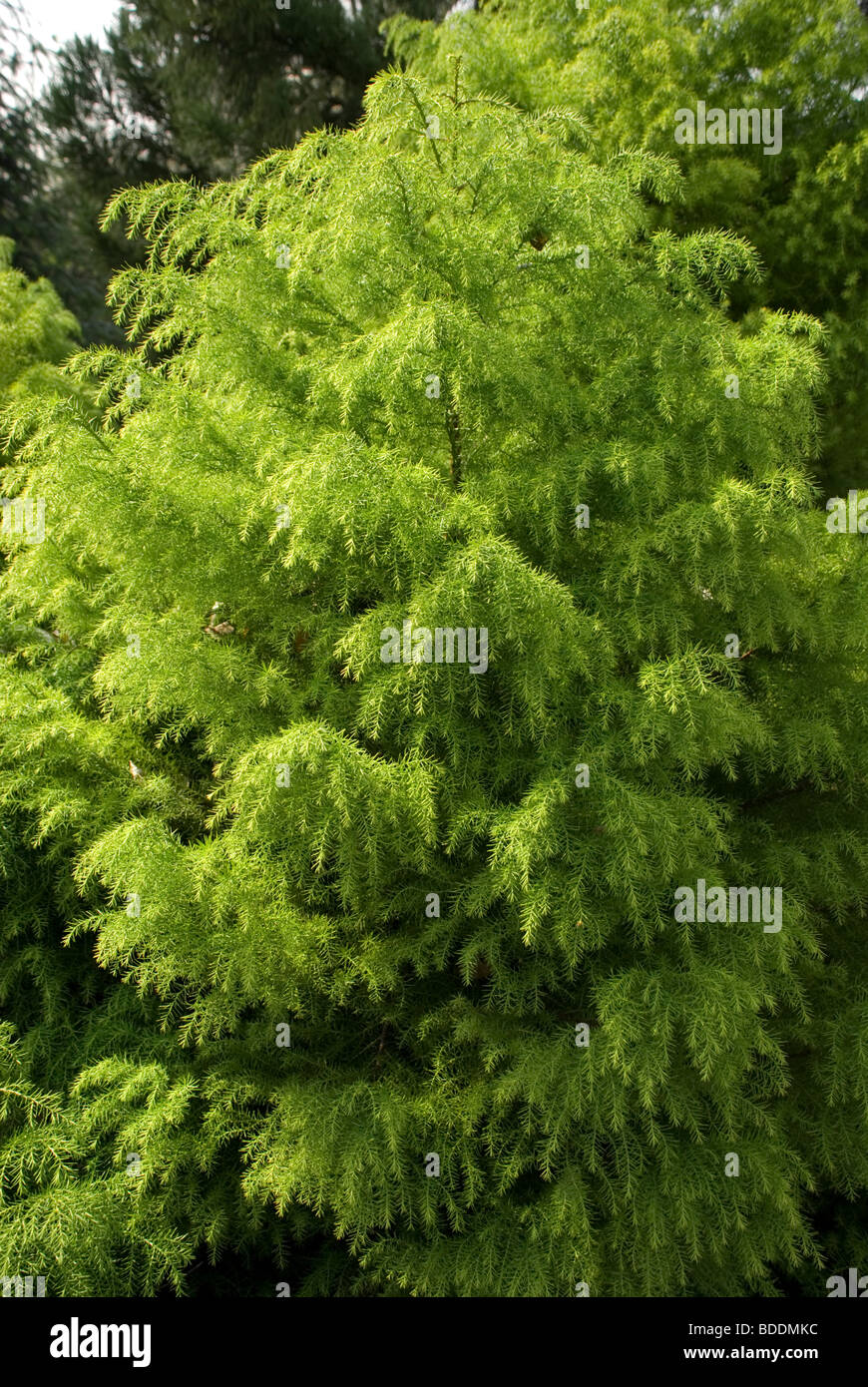 Cryptomeria japonica 'Elegans viridis' Foto Stock