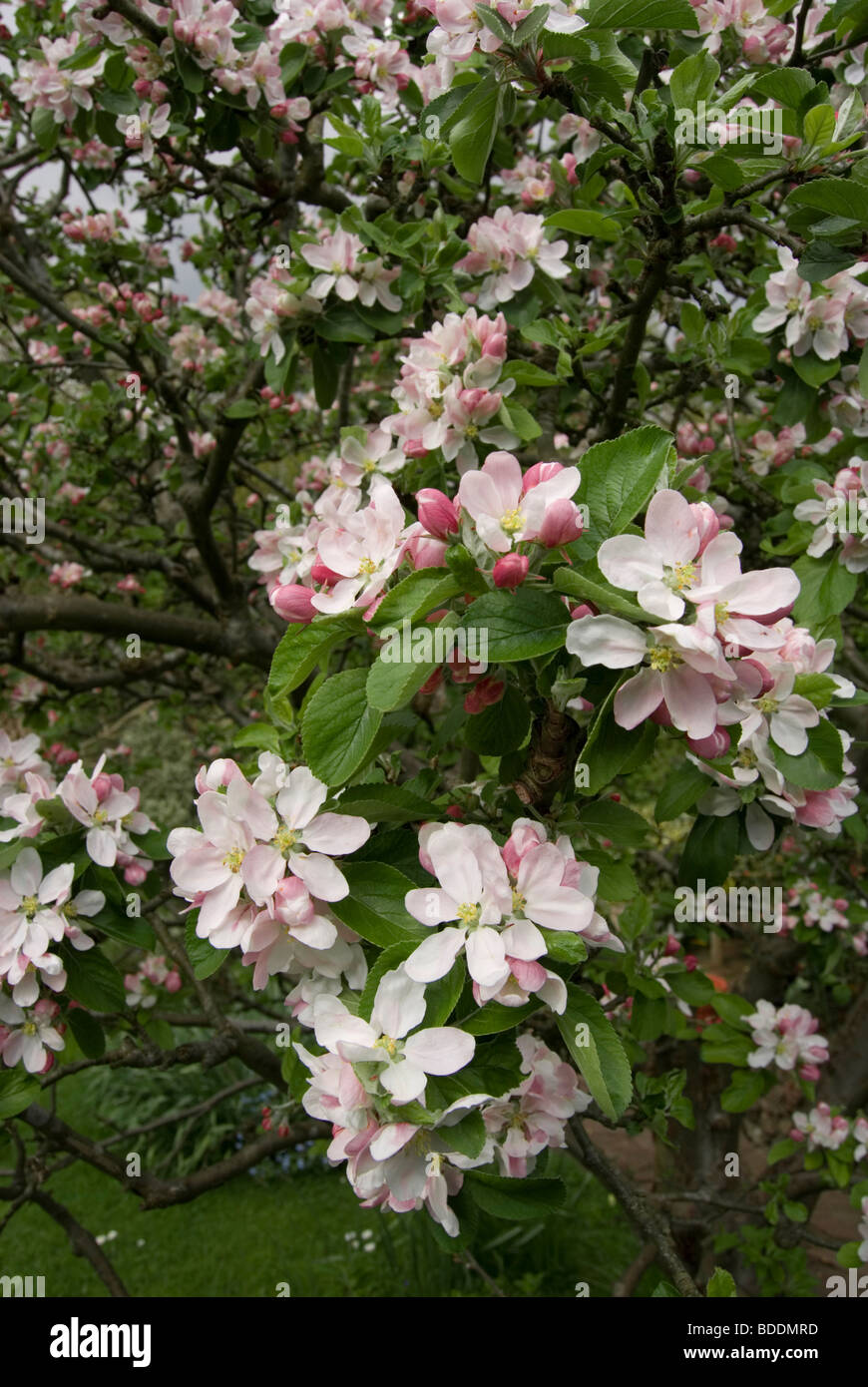 Fiore di melo Foto Stock