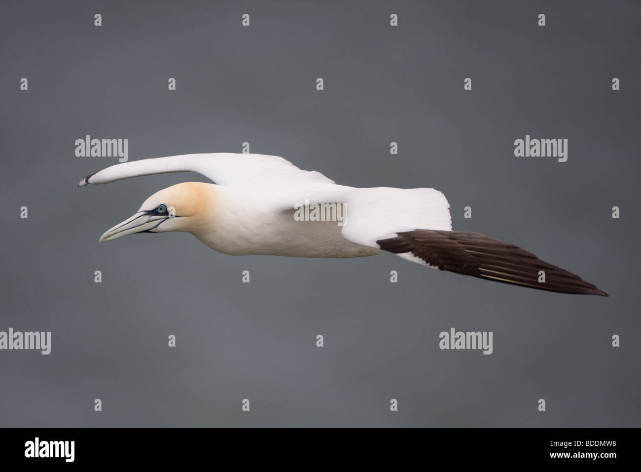 Northern Gannet, Morus bassanus, Bempton Clffs, REGNO UNITO Foto Stock