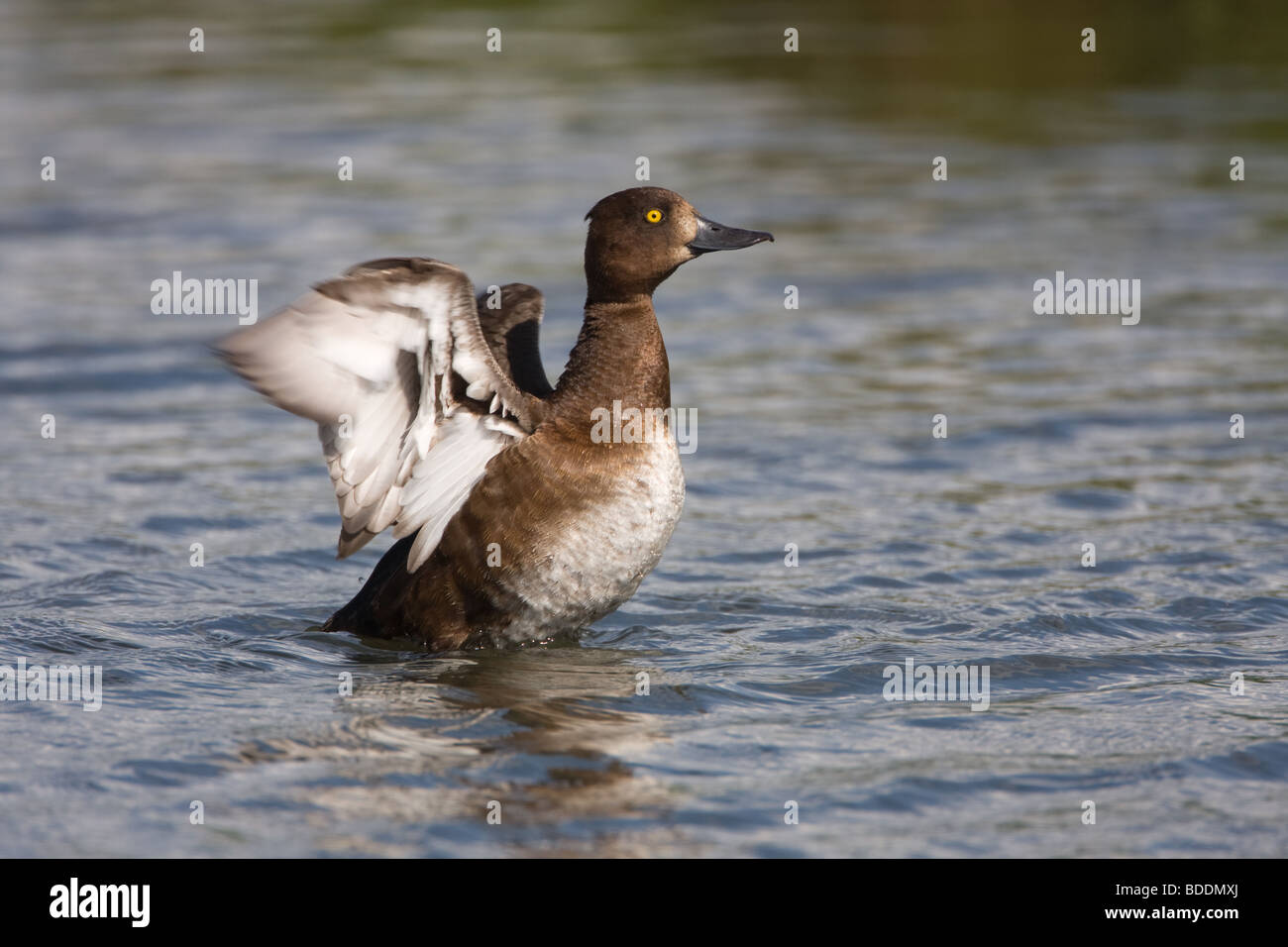 Moretta, Aythya fuligula, NORFOLK REGNO UNITO Foto Stock