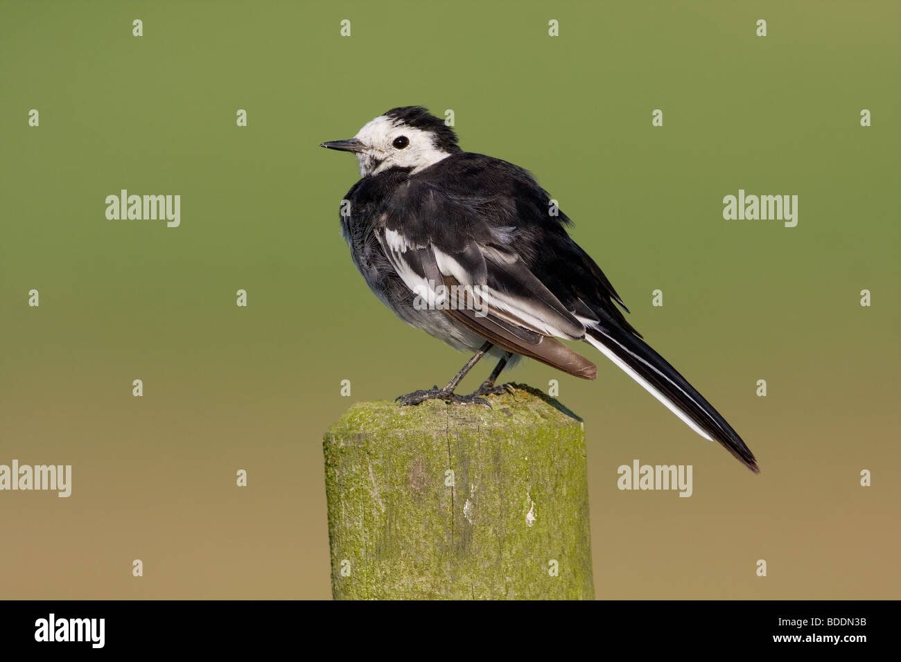 Pied Wagtail, Motacilla yarrellii, NORFOLK REGNO UNITO Foto Stock