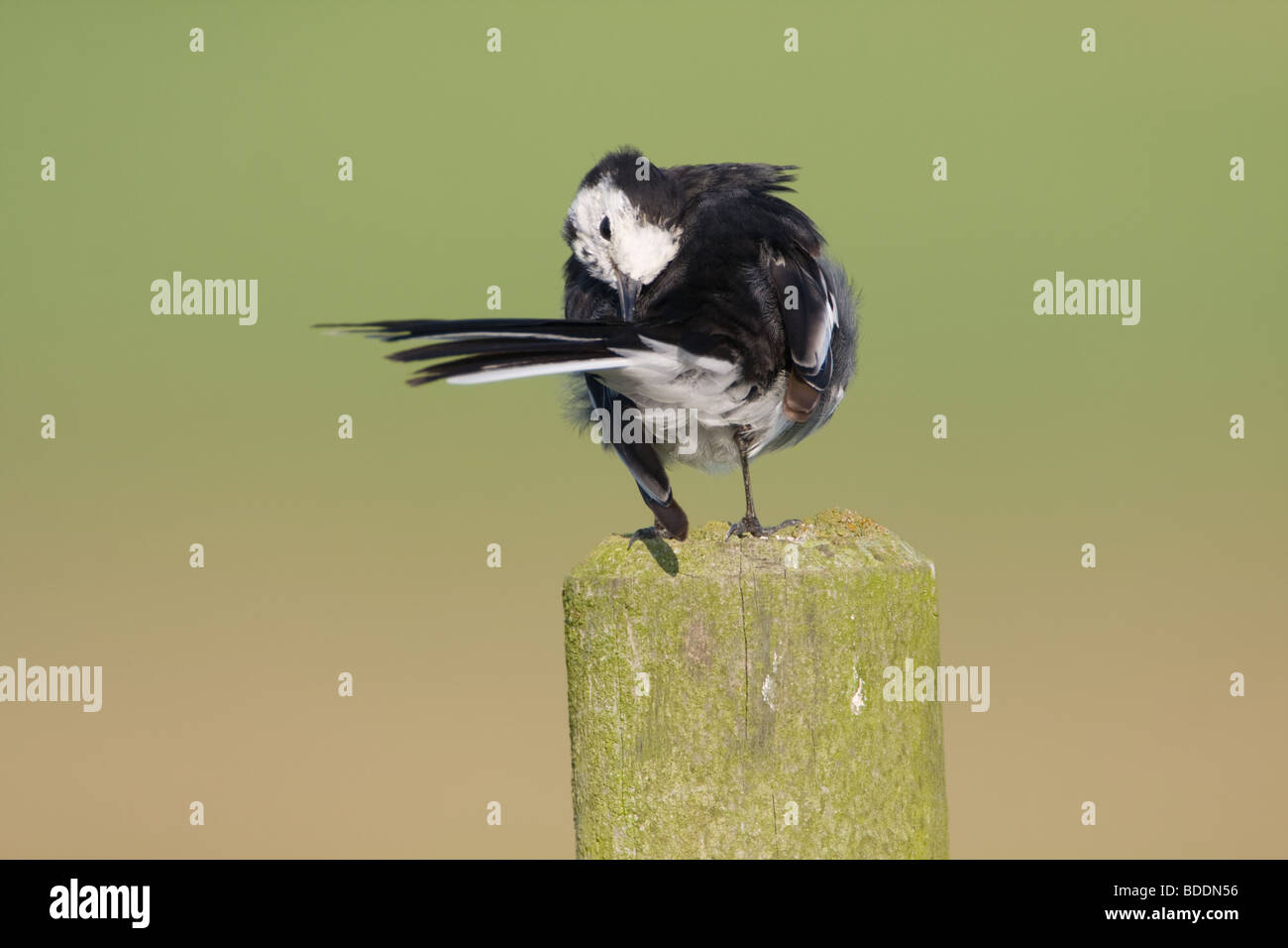 Pied Wagtail, Motacilla yarrellii, NORFOLK REGNO UNITO Foto Stock