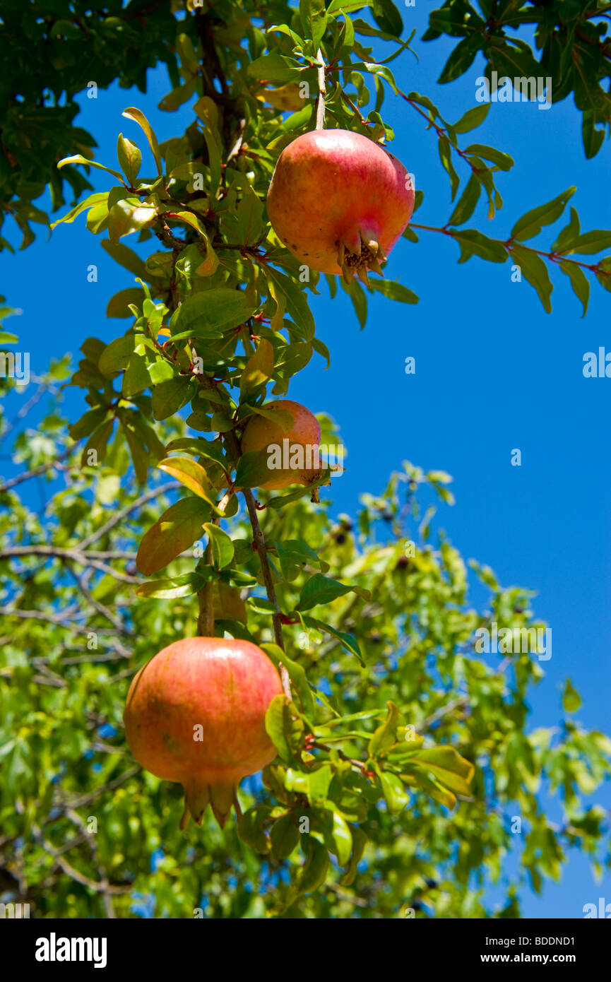 Il Melograno che cresce in wild nel villaggio rurale di Agios Nikolaos sull'isola greca di Cefalonia Grecia GR Foto Stock