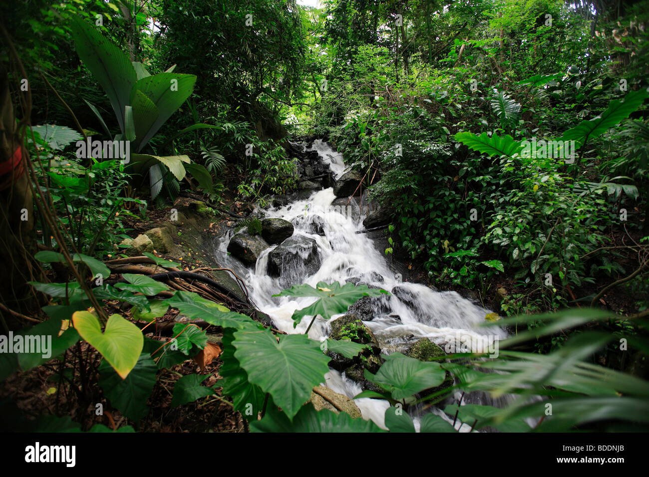 2509. Foresta di pioggia biomi, Eden Project, Bodelva, St Austell, Cornwall Foto Stock
