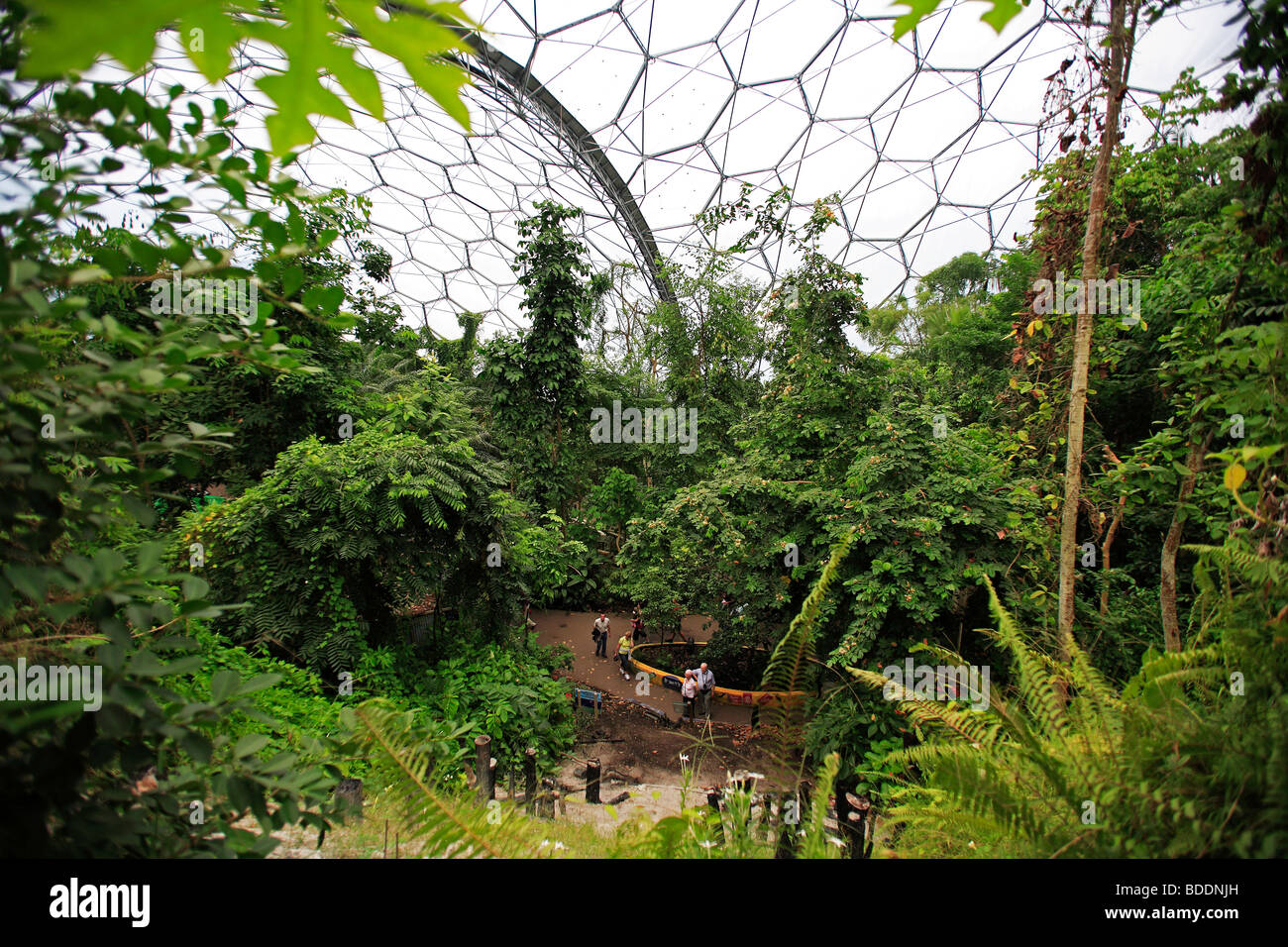 2511. Foresta di pioggia biomi, Eden Project, Bodelva, St Austell, Cornwall Foto Stock