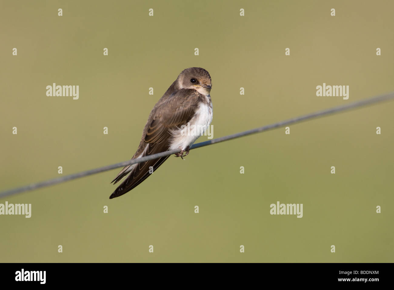 Sand Martin Riparia Riparia, NORFOLK REGNO UNITO Foto Stock