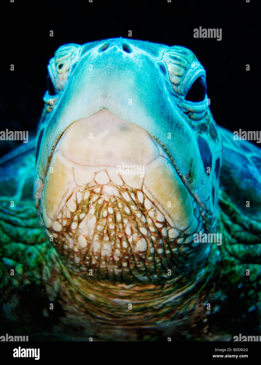 Una tartaruga verde (subacquea) vicino a Sipadan Island (Sabah, Borneo, Malesia), uno del mondo top dive destinazioni. Foto Stock