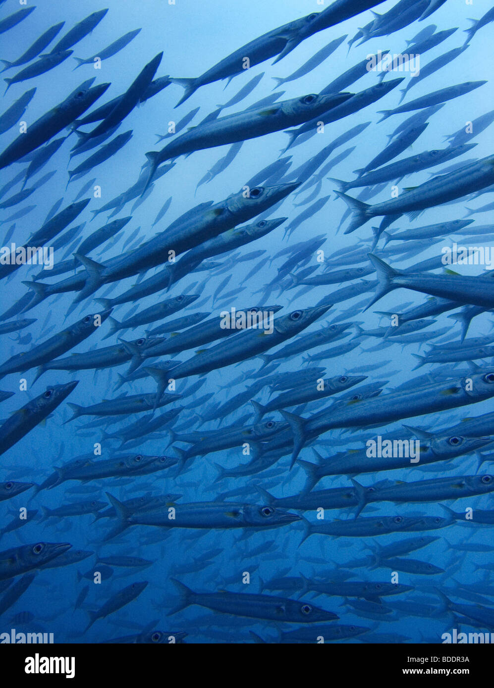 Una scuola di barracuda vicino Sipadan Island (Sabah, Borneo, Malesia), uno del mondo top dive destinazioni. Foto Stock