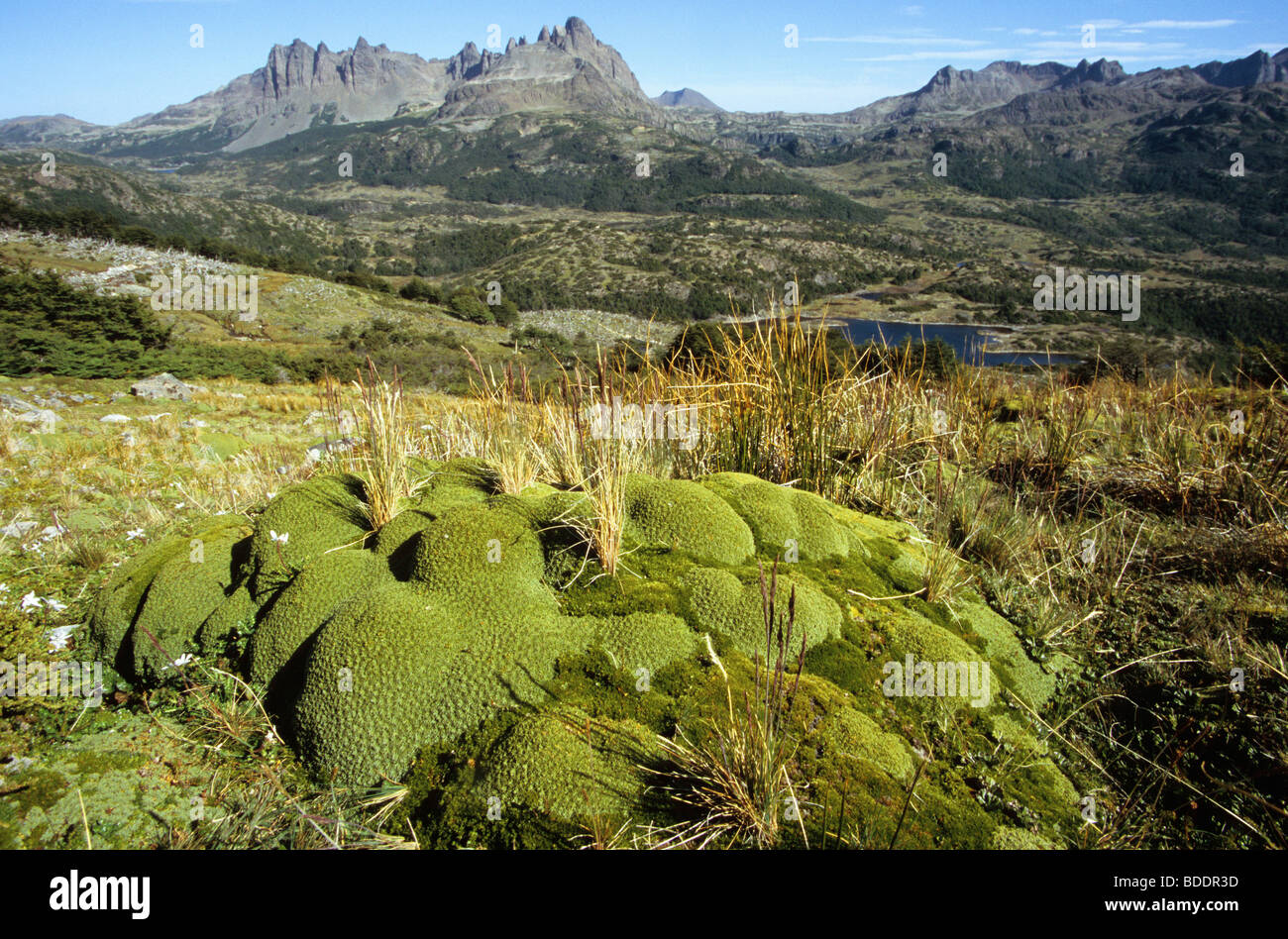 Il lindenmayer montagne sull Isola Navarino nell estremo sud del Cile. Foto Stock