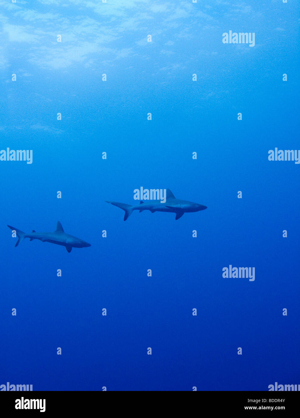 Gli squali grigi (squali di barriera) vicino a Sipadan Island (Sabah, Borneo, Malesia), uno del mondo top dive destinazioni. Foto Stock