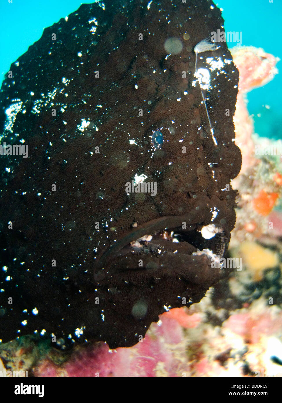 Un pesce frof al largo della costa di Sipadan Island (Sabah, Borneo, Malesia), uno del mondo top dive destinazioni. Foto Stock