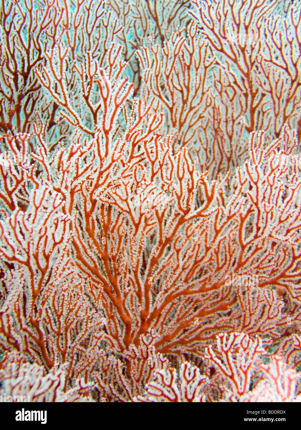 Una sana barriera corallina al largo della costa di Sipadan Island (Sabah, Borneo, Malesia), uno del mondo top dive destinazioni. Foto Stock