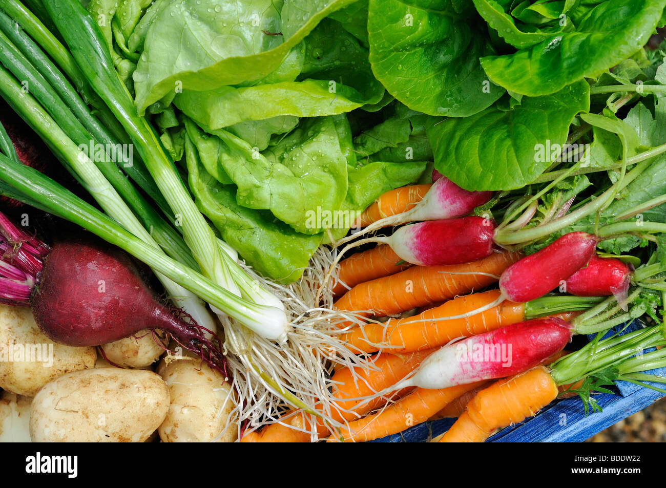 Inizio estate giardino insalata raccolto vegetale,incluso il ravanello, barbabietole, molla la cipolla, la carota e la lattuga e le patate di primizia, UK, Giugno Foto Stock