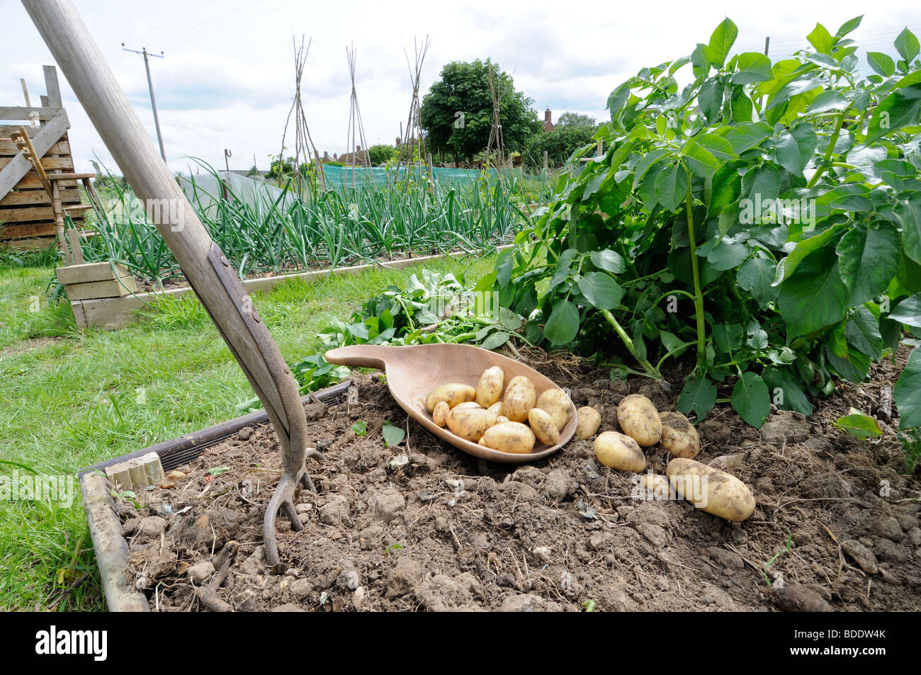Home coltivato patate, varietà, 'Charlotte', secondo tipo iniziale, cerose insalata di patate, appena scavato tuberi sul suolo Foto Stock