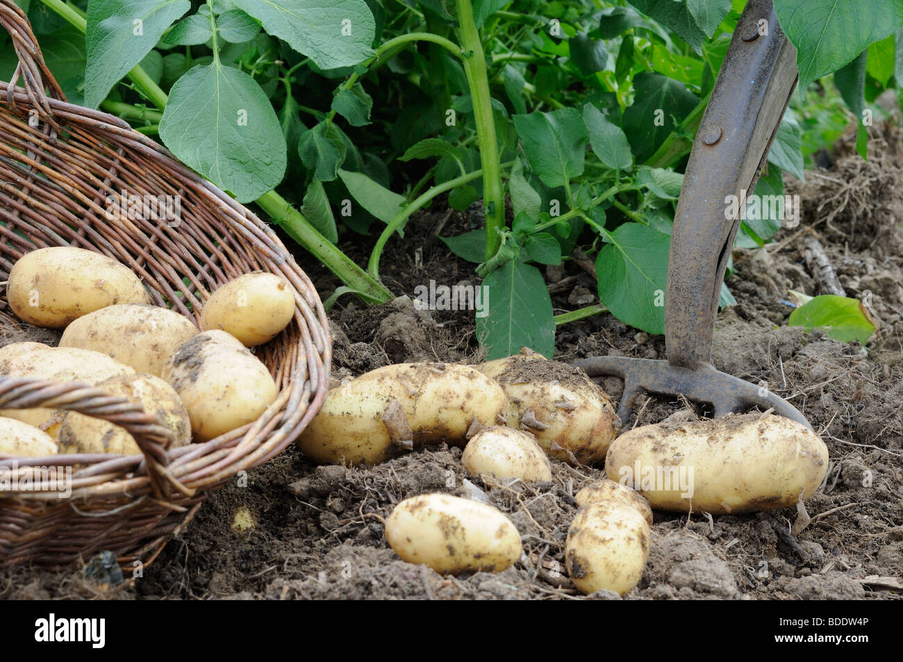 Home coltivato patate, varietà, 'Charlotte', secondo tipo iniziale, cerose insalata di patate, appena scavato tuberi sul suolo Foto Stock