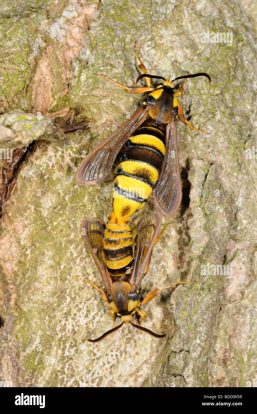 La tignola, Hornet clearwing, (sesia apiformis) coniugata sul tronco pioppo dopo la nascita, Norfolk, Regno Unito, Luglio Foto Stock