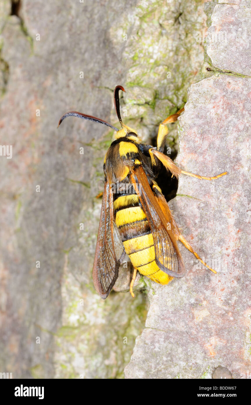 La tignola, Hornet clearwing, (sesia apiformis) maschio arrampicarsi Tronco Pioppo dopo la nascita, Norfolk, Regno Unito, Luglio Foto Stock