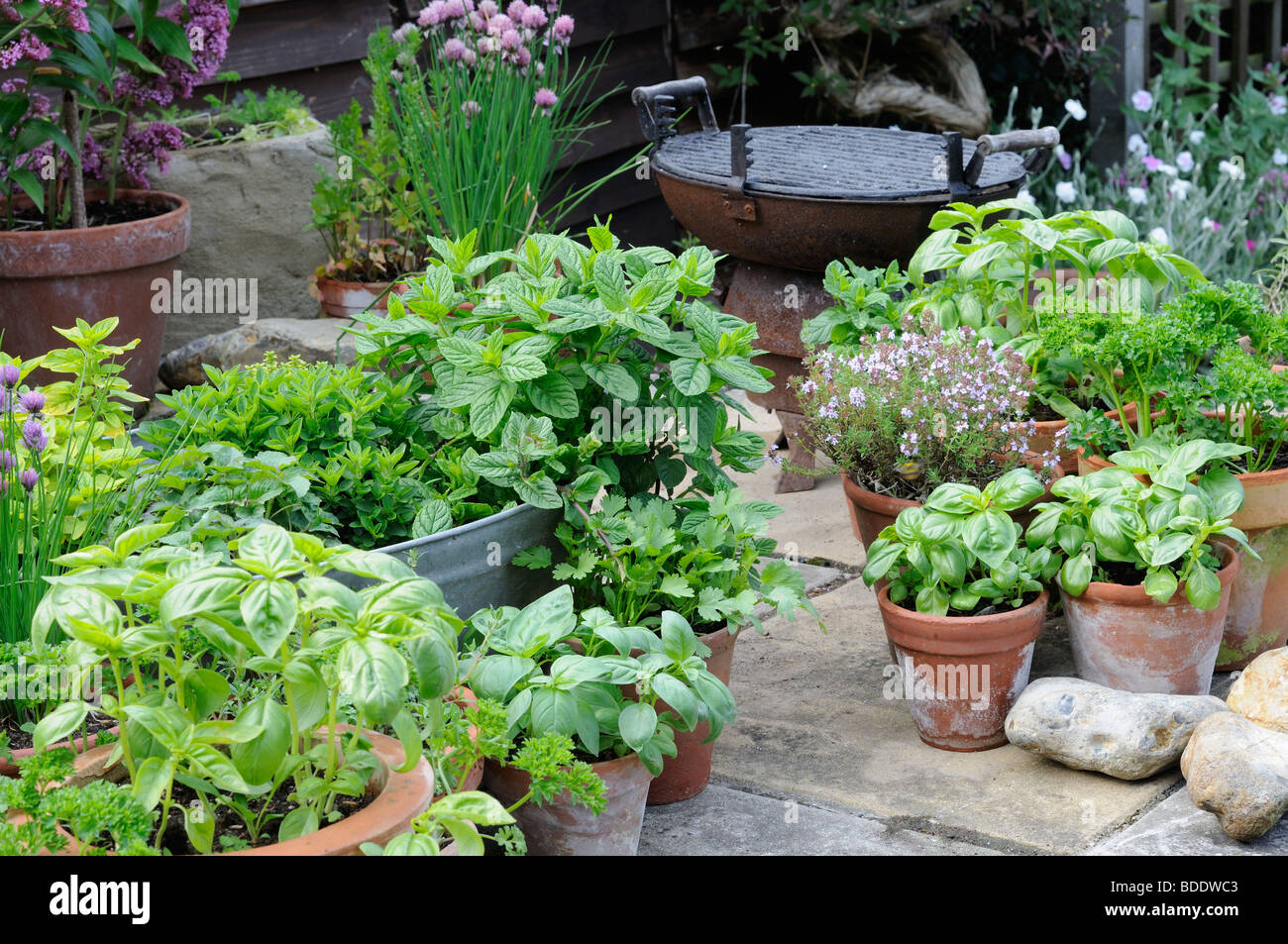 Pot erbe coltivate incluse menta, erba cipollina, basilico, prezzemolo e timo, pentole disposte sul patio, UK, Giugno Foto Stock