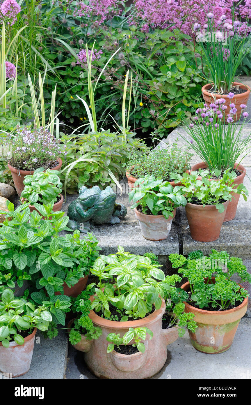 Le erbe del giardino in vasi sul patio Foto Stock