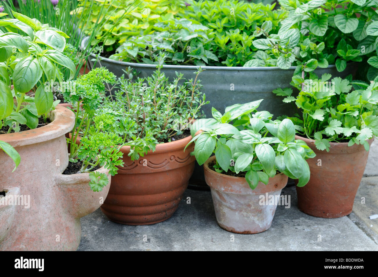 Pot erbe coltivate incluse menta, erba cipollina, basilico, prezzemolo e timo, pentole disposte sul patio, UK, Giugno Foto Stock