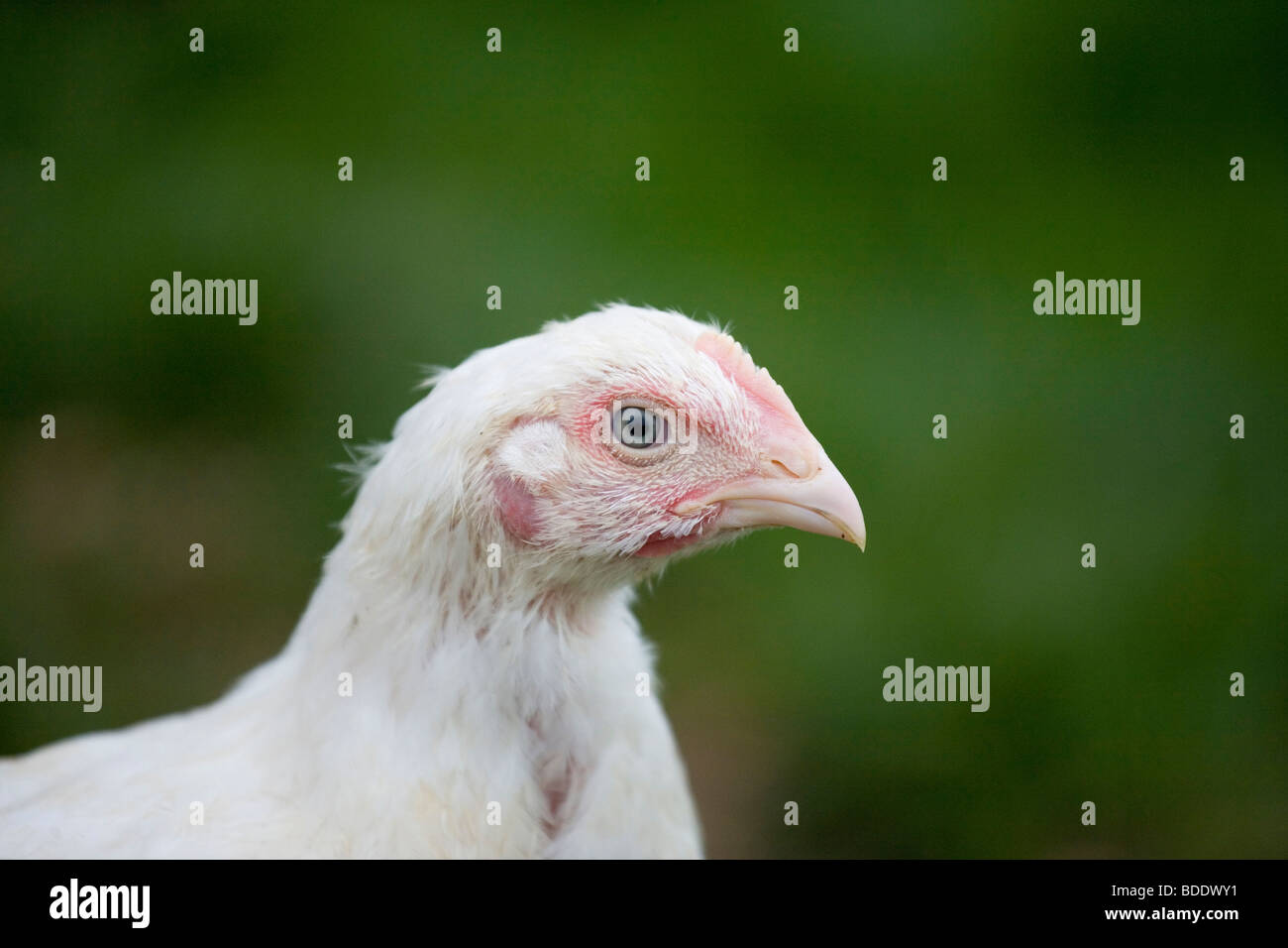 Pollo di Sasso Foto Stock